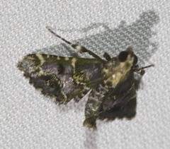 Arescoptera haplocala