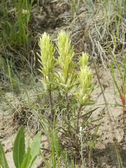 Castilleja flava