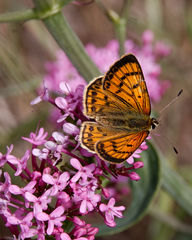 Lycaena salustius