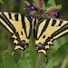 Southern Swallowtail - Photo (c) Paolo Mazzei, some rights reserved (CC BY-NC), uploaded by Paolo Mazzei