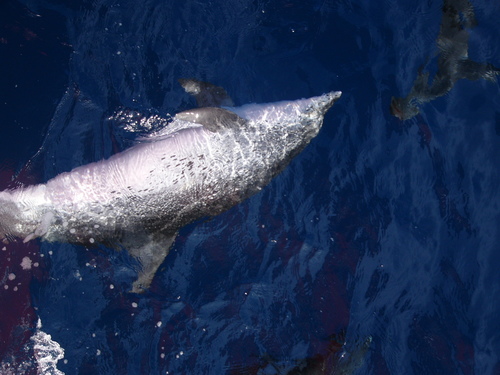 Pantropical Spotted Dolphin