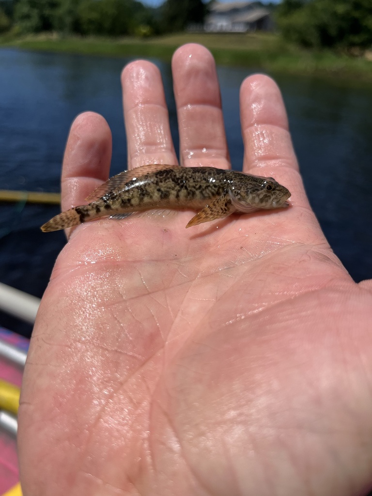 Reticulate Sculpin from Lewis River, Woodland, WA, US on June 11, 2023 at 1244 PM by tivinjd