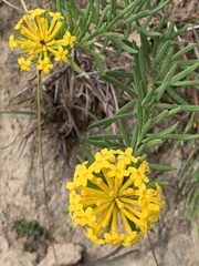Stellera chamaejasme