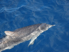 Pantropical Spotted Dolphin photo 4