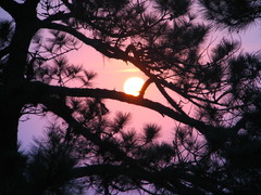 Pinus teocote