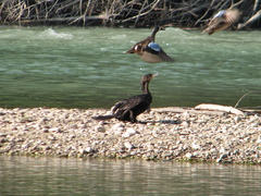 Nannopterum brasilianum