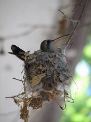 Cynanthus latirostris