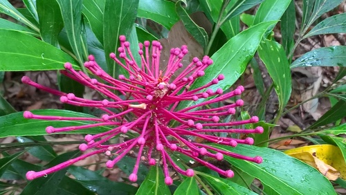 Alloxylon pinnatum (Alloxylon pinnatum)