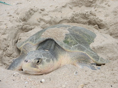 Lepidochelys kempii