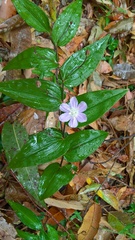 Tripladenia cunninghamii
