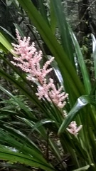 Helmholtzia glaberrima