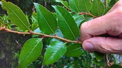 Nothofagus moorei