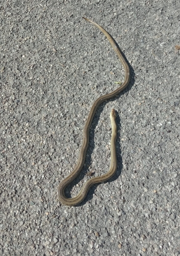 Italian Aesculapian Snake