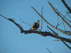 Falco femoralis