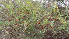 Combretum apiculatum