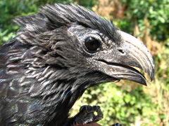 Crotophaga sulcirostris