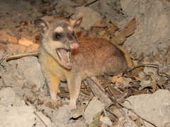 Philander opossum