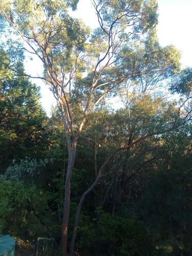 Sydney red gum (Angophora costata)