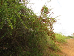 Combretum apiculatum