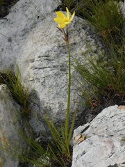 Bobartia gladiata