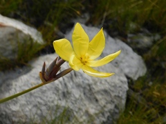 Bobartia gladiata