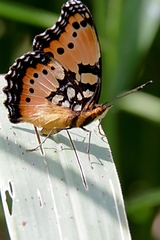 Precis octavia octavia