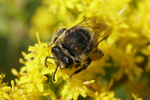 Spine-shouldered Cellophane Bee photo 4