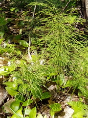 Equisetum sylvaticum image