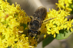 Colletes simulans armatus