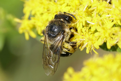 Colletes simulans armatus