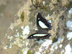 Polyura