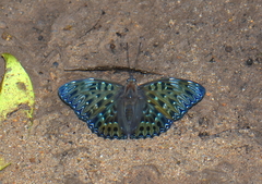 Dichorragia nesimachus
