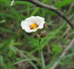 Sida linifolia