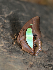 Polyura