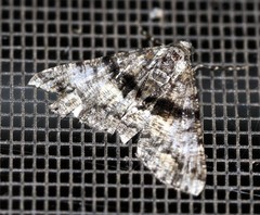 Gastrinodes argoplaca