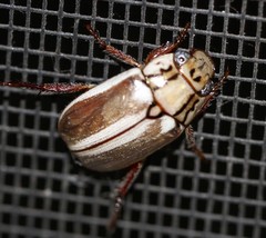 Anoplognathus abnormis