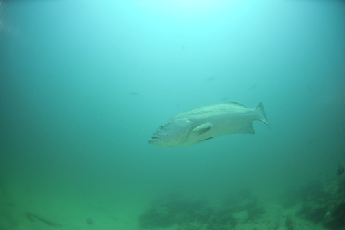 Grouper (Mycteroperca jordani) — Serranidae — 3