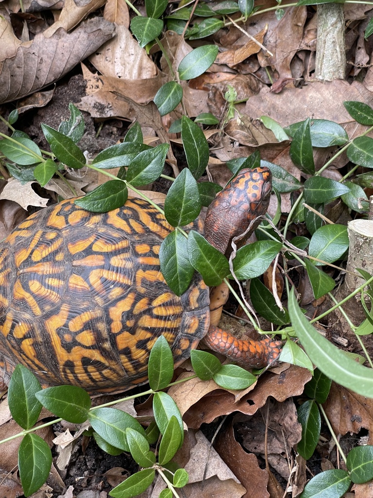 Eastern Box Turtle In June 2023 By Robin I Think It S A Female Looking   Large 