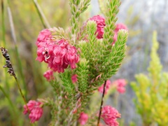 Erica tegulifolia