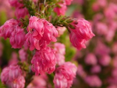 Erica tegulifolia