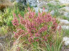 Erica tegulifolia