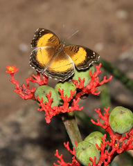 Junonia terea terea