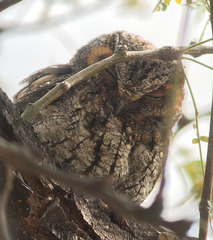 Psiloscops flammeolus