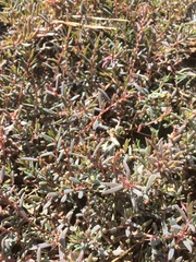 Suaeda novae-zelandiae