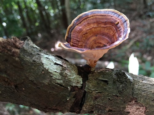 Microporus xanthopus image