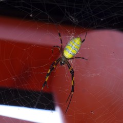 Trichonephila clavata