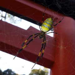Trichonephila clavata
