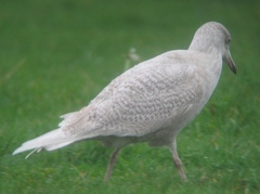 Larus glaucescens × hyperboreus