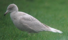 Larus glaucescens × hyperboreus