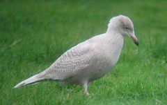 Larus glaucescens × hyperboreus